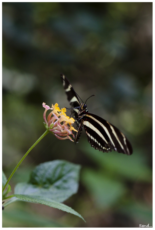 Heliconius Zèbre....enfin, je crois... Img_6610