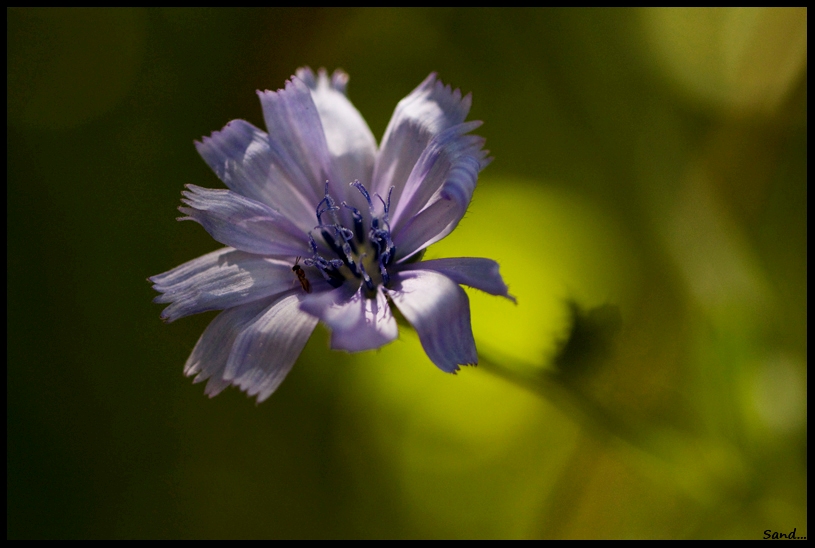 Un peu de mauve dans ce monde de vert Img_6812