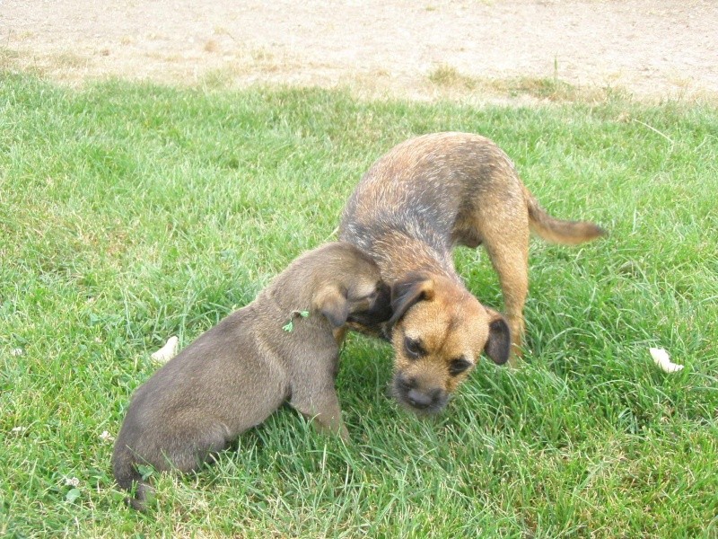 Portée d'Irish Wolfhound - Page 2 P7020213