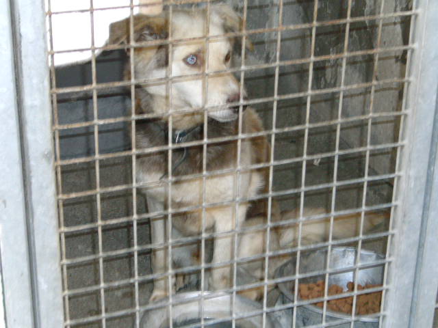 SULKY - Husky marron et blanc trouvé par les sapeurs pompier (62)   ADOPTE Bild2212