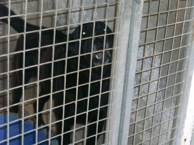 Denver labrador mâle noir de 6 ans URGENT bethune (62 ) Bild2615