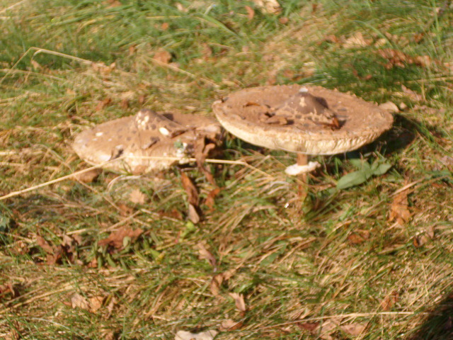 reconnaitre les champignons - Page 19 10_20112