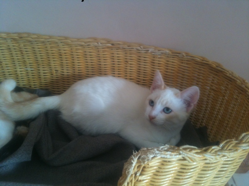 SIAM Male X Siamois creme et roux 250269802061975 Chaton17