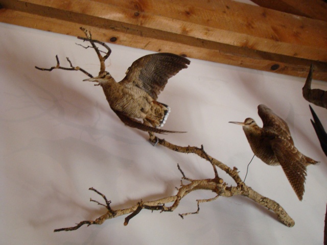 Taxidermie d art ( Accueille membres pour visite ) Dsc02429