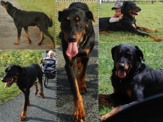 Perdu beauceron mâle EOLE C3a9ol10