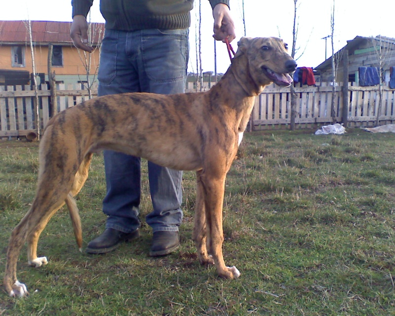 Se vende cachorro(Spanish Hammer x Dr Silly) Ptto_011