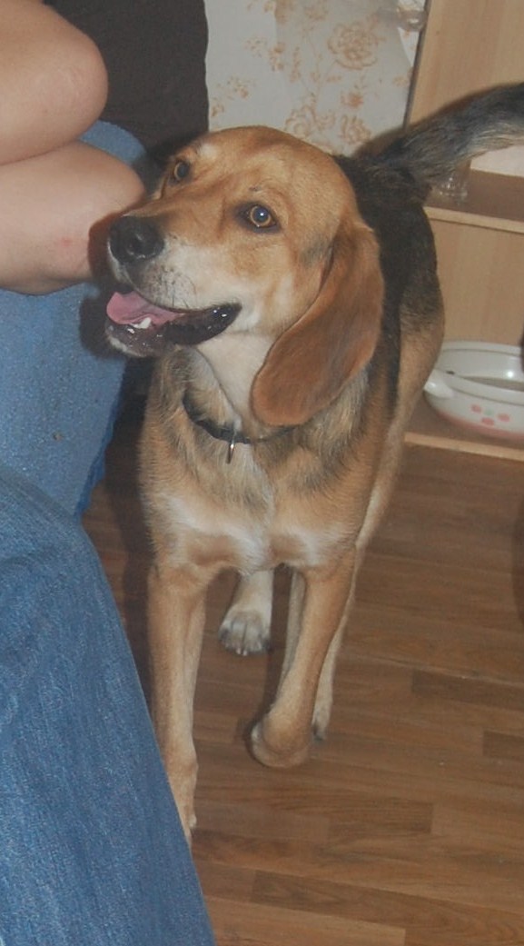 EDOUARD, croisé beagle mâle, 9 mois (44) Edouar11