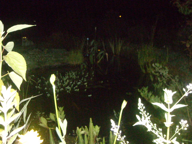 bassins de nuit  Bassin13