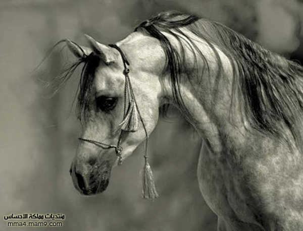 الحصان العربي ! ! ! 112