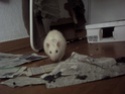 [Animaux] Les voleurs de Miettes, rats domestiques Pict0127
