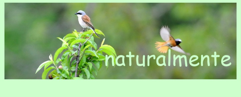 Tutte le intestazioni del forum Naturalmente Natura10