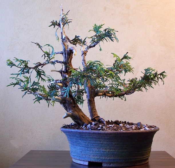 Thuja occidentalis shohin 8-12_c12