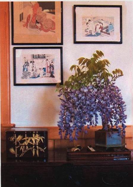 Bonsai for Interior Decoration Bloomi11