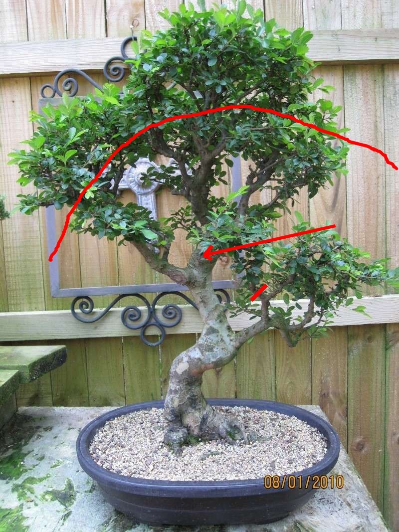 Re: Chinese Elm Elm10