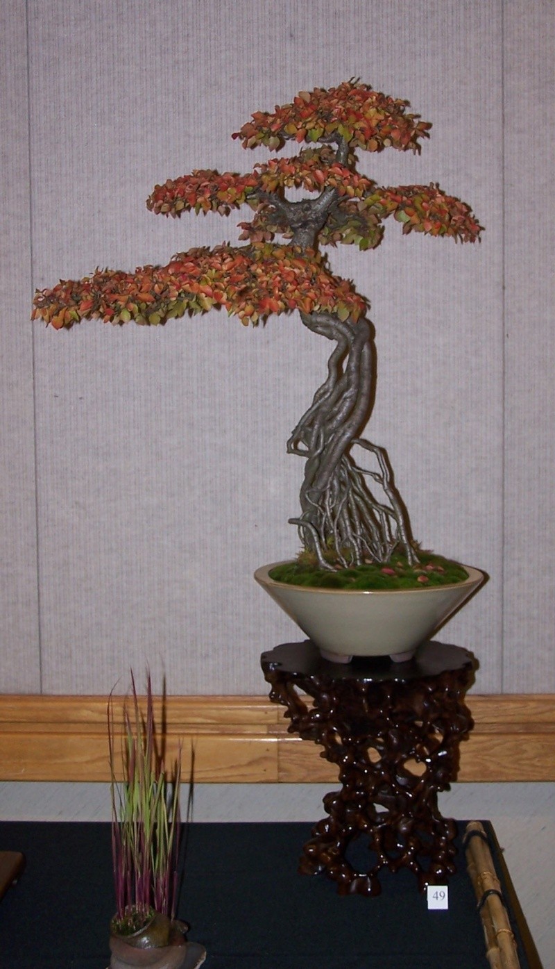 Carolina Bonsai expo Korean10