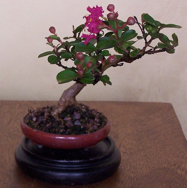 Mini crape myrtle blooming Minibl11