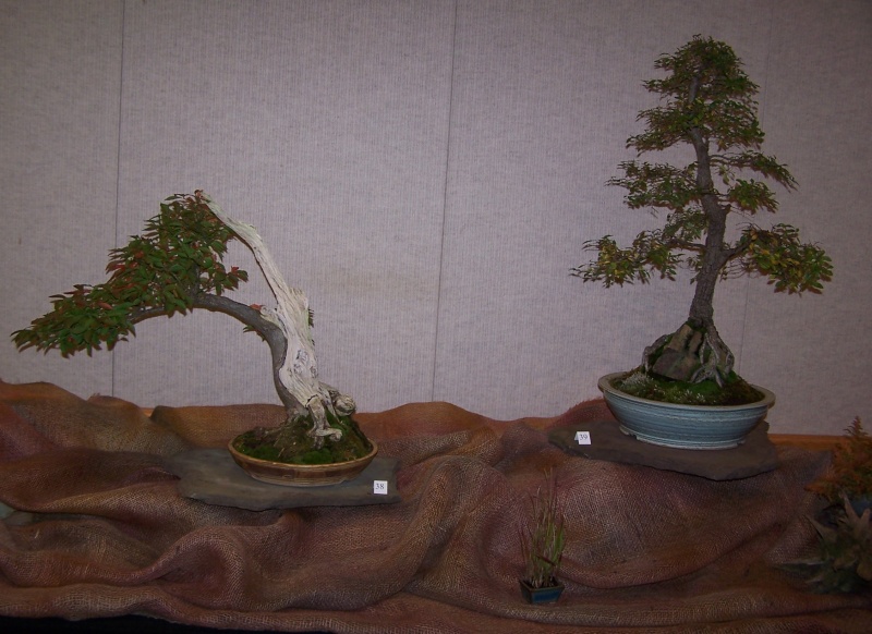 Carolina Bonsai expo Piedmo11