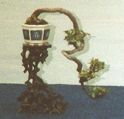 Not quite a bonsai question but a question nonetheless :-) Shohin11