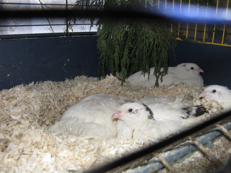 cailles - aménagement de cages d'hiver pour cailles reproductrices Img_4611