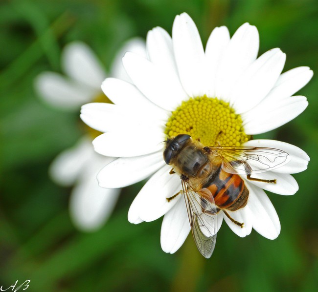 Eristale sur fleurs Erista11