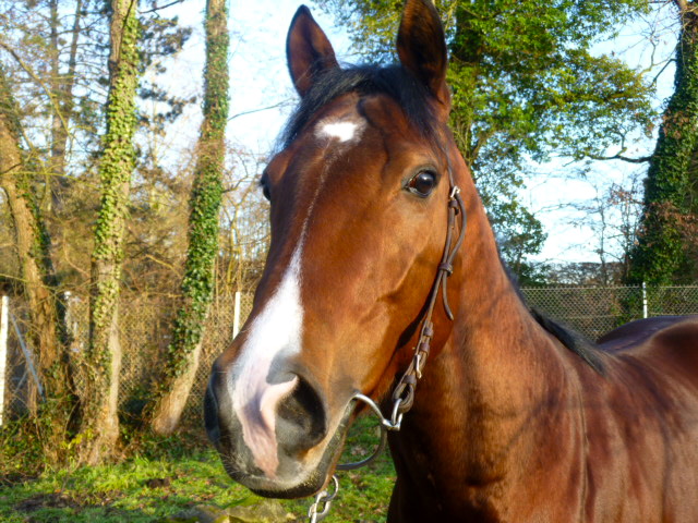 MAHRADJA entier PS de 4 ans adopté P1000516