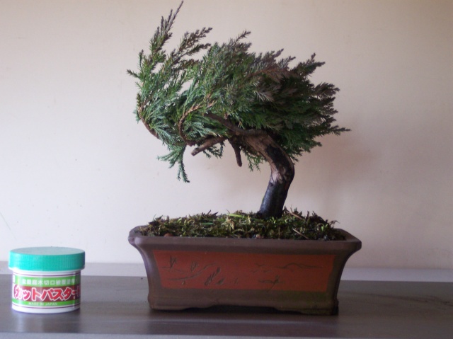 Juniperus communis, Wacholder 100_6312