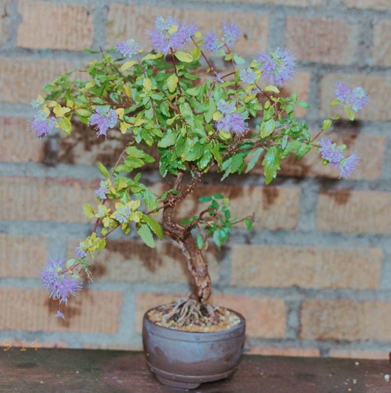 Rare species of bonsai 012_1210