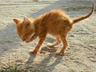 amis des bêtes, cliquez pour les animaux ! clicanimaux… - Page 4 Soaked10