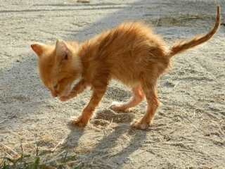 amis des bêtes, cliquez pour les animaux ! clicanimaux…  - Page 4 Soaked10