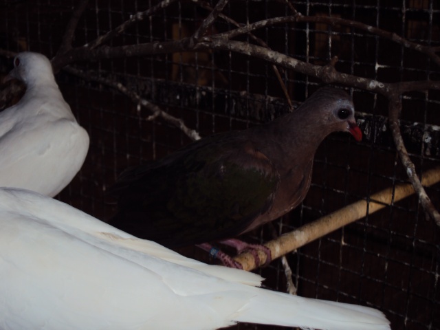 Quelques photos de mes colombes turverts (C. indica). Dsc00318