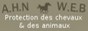 Nouvelle du 18 nov 10 - Aïd El Kebir 2010 - Enquête dans un abattoir  Ahn10