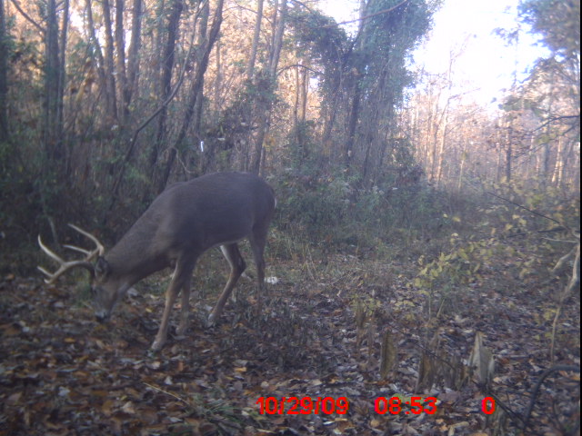 Not Bad For A 6 Pointer Icam0010