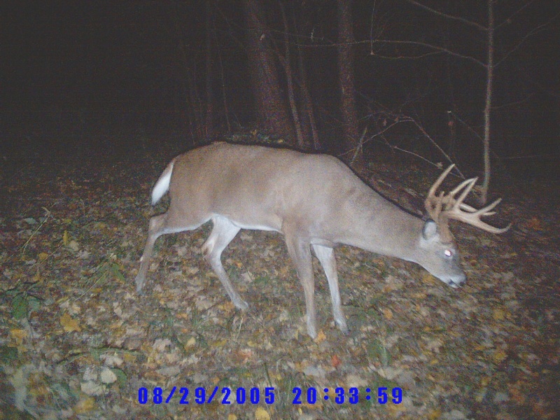 Not Bad For A 6 Pointer Sunp0013