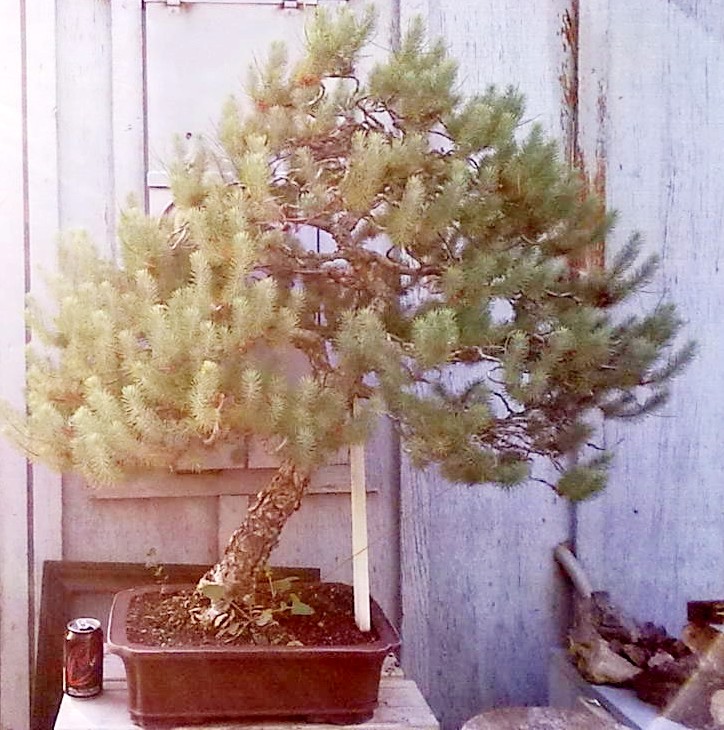 Big Italian Stone pine Croppe10