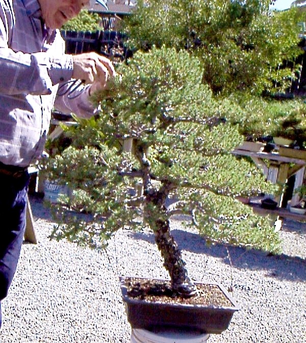 Big Italian Stone pine