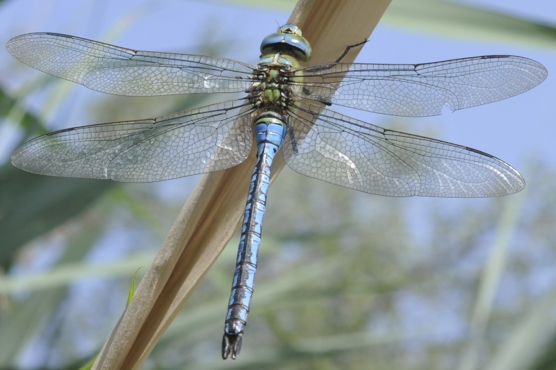 Anax imperator _dsc1610