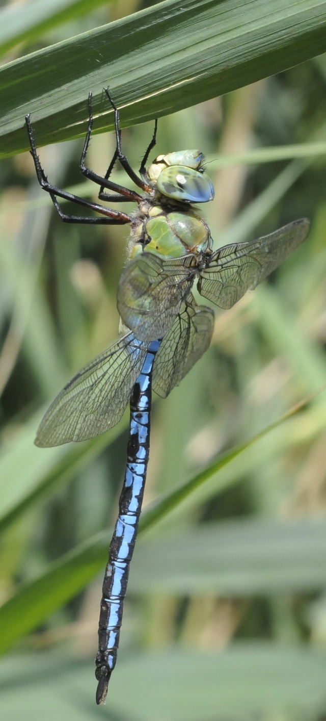 Anax imperator _dsc1615