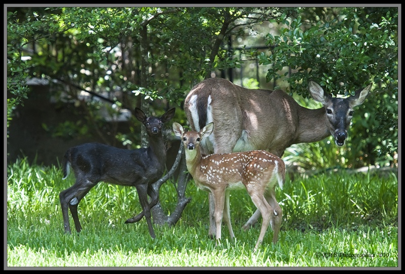 Un cerf noir??? Cerf_n11