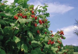 Gâteau léger aux framboises Frambo15