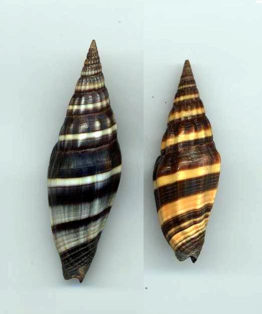 Vexillum vulpecula - (Linnaeus, 1758) Vulpec11