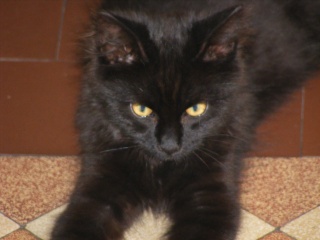 Patton (ex Patapon), chaton noir, né fin avril 2012 2012-013