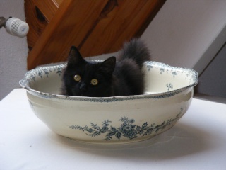 Patton (ex Patapon), chaton noir, né fin avril 2012 2012-015