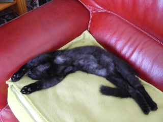 Patton (ex Patapon), chaton noir, né fin avril 2012 2012-016