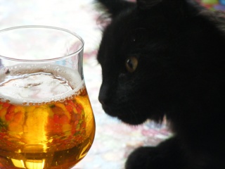 Patton (ex Patapon), chaton noir, né fin avril 2012 2012-017