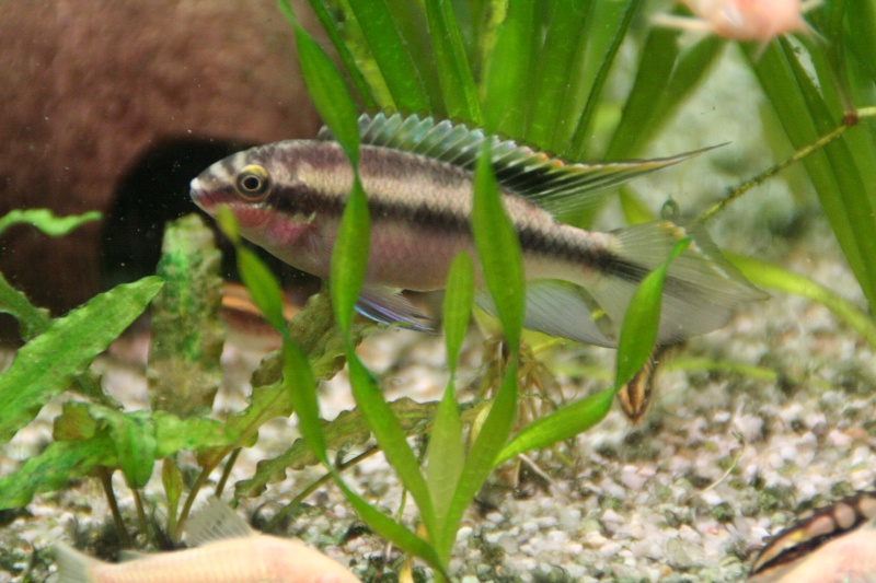 Gestion d'une population de pelvicachromis pulcher Img_6812