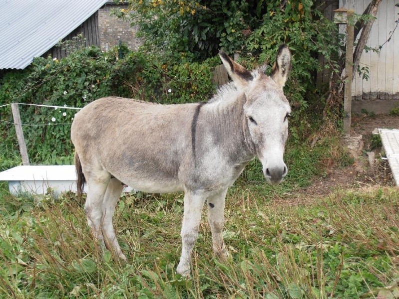 Canaillou, âne gris entier de 5 ans (2007) Canail11