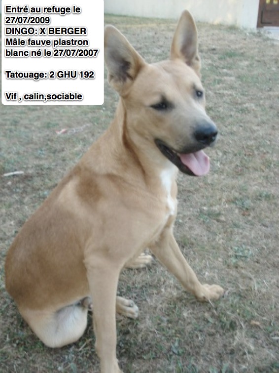 DINGO croisé berger 2GHU192 Dingo10