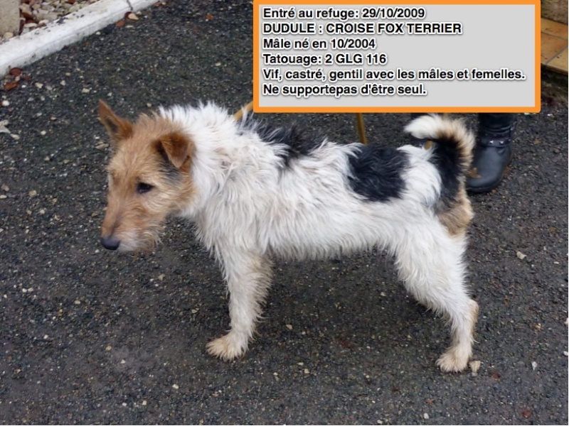 16 - 20 chiens à faire adopter avant 13 jours !! Refuge de l'Angoumois Mornac 16   Dudule10