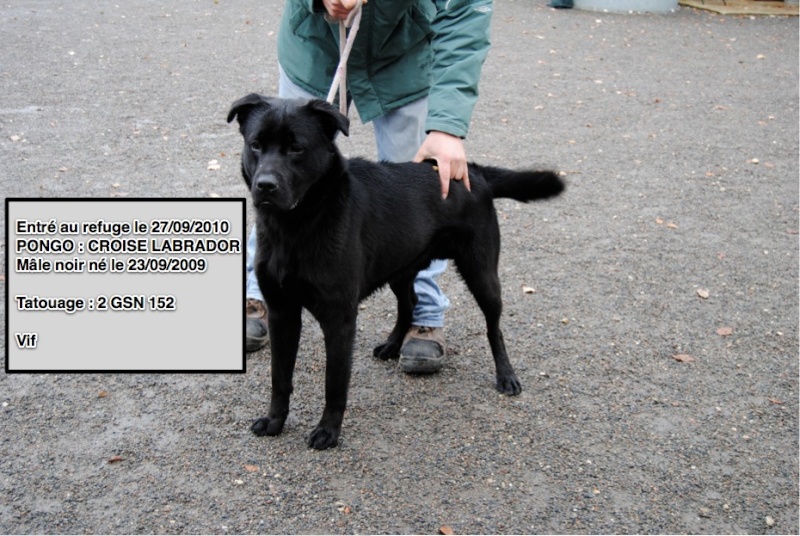 PONGO Croisé Labrador noir 2GSN152 en CA Pongo10