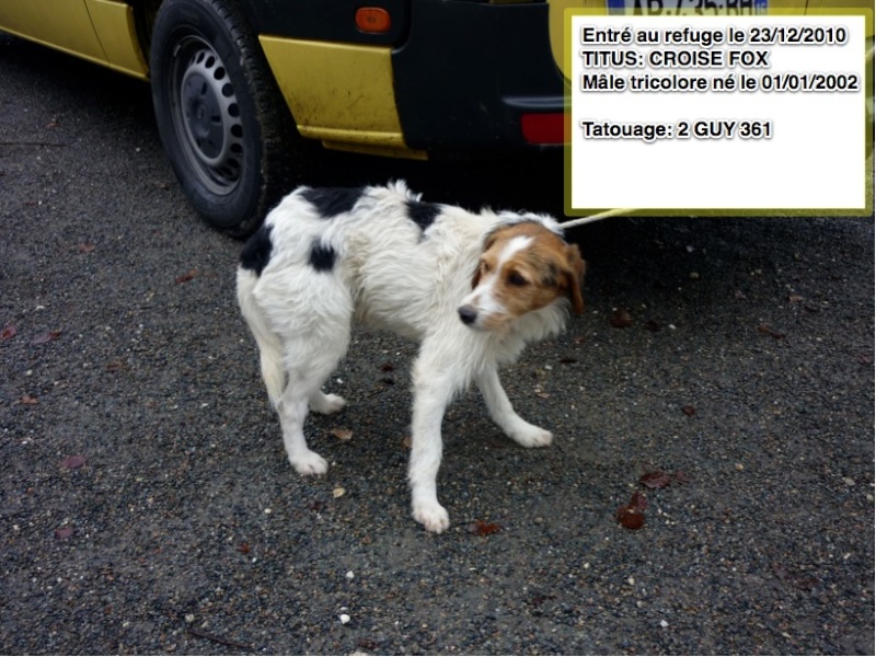 16 - 20 chiens à faire adopter avant 13 jours !! Refuge de l'Angoumois Mornac 16   Titus10